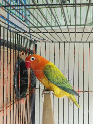 লাভ বার্ড