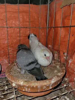 Pigeon Squabs for Sale