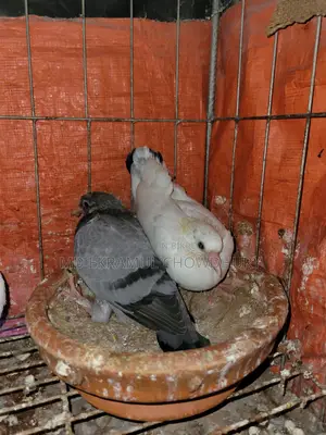 Pigeon Squabs for Sale