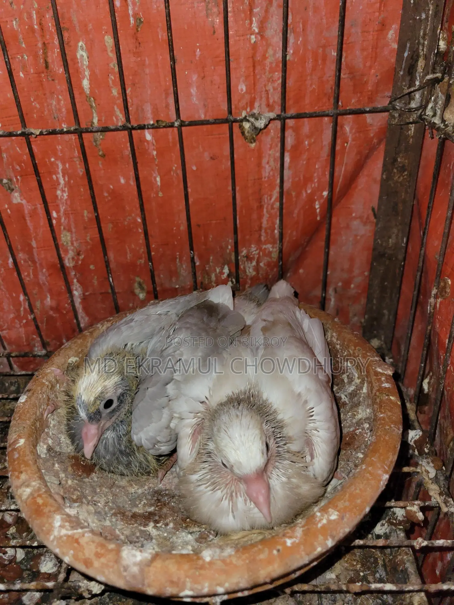 Pigeon Squabs for Sale