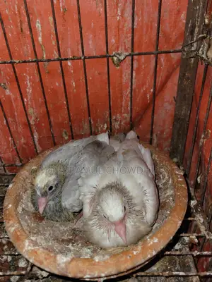 Pigeon Squabs for Sale
