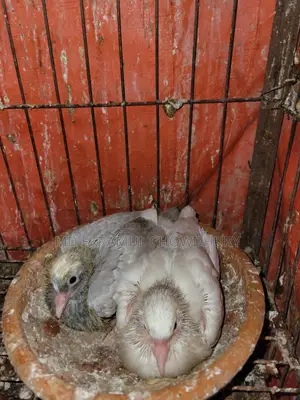 Pigeon Squabs for Sale