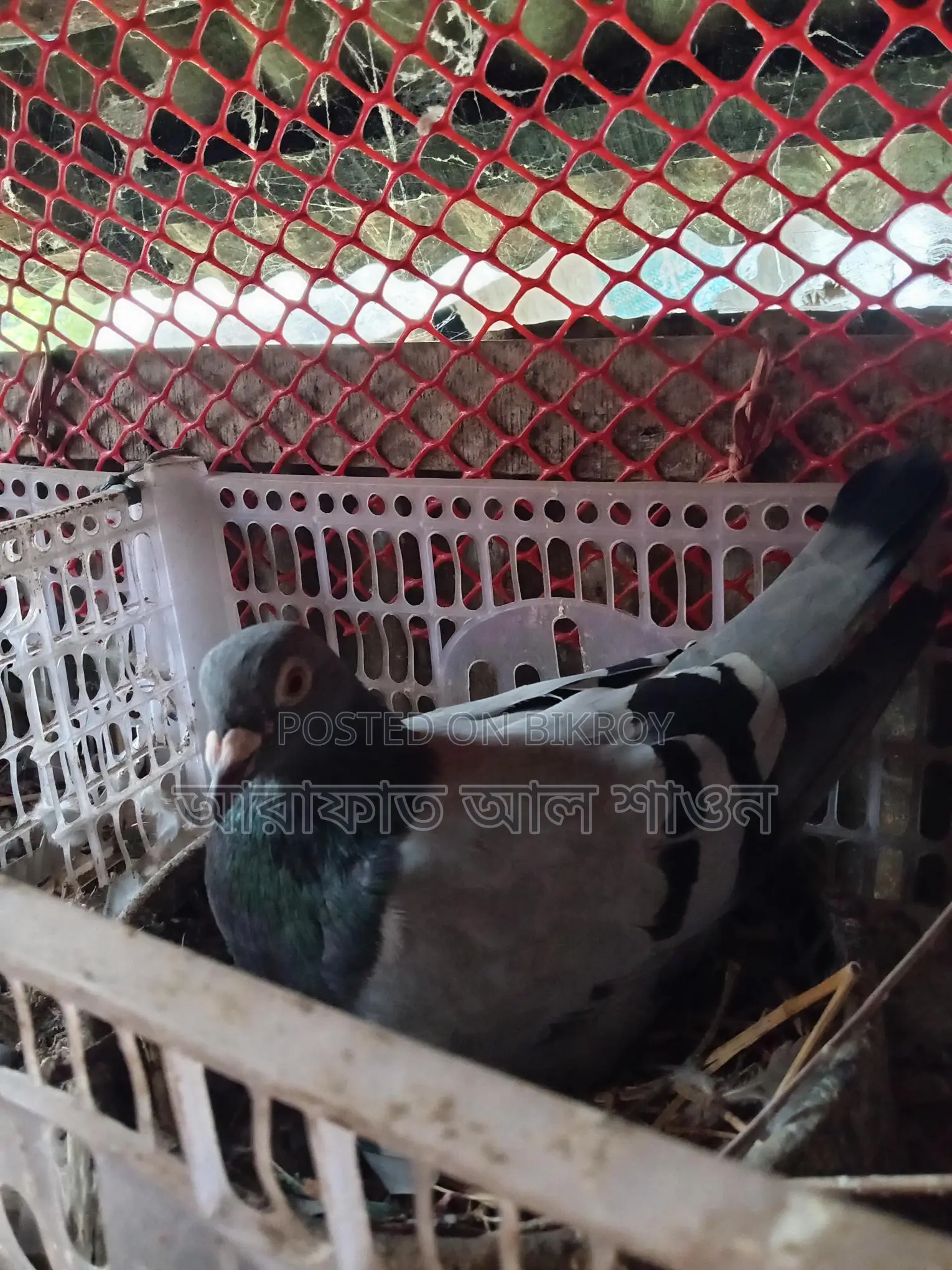 16 pairs of pigeons with eggs for sale
