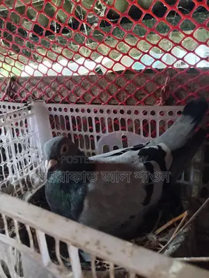 16 pairs of pigeons with eggs for sale
