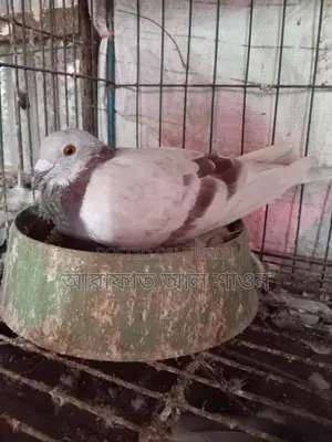 16 pairs of pigeons with eggs for sale