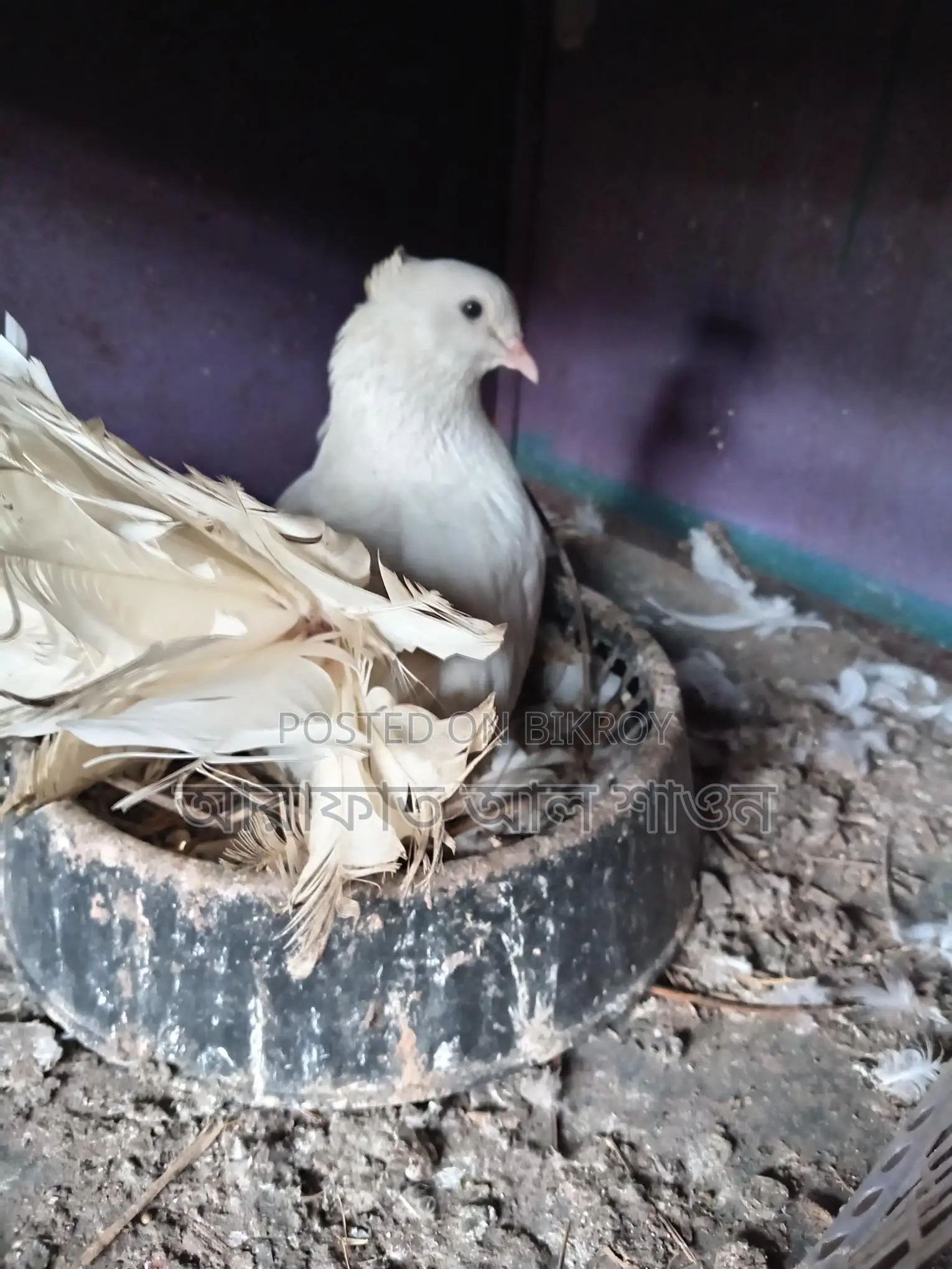 16 pairs of pigeons with eggs for sale