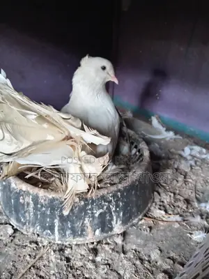 16 pairs of pigeons with eggs for sale