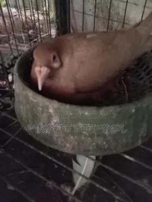 16 pairs of pigeons with eggs for sale