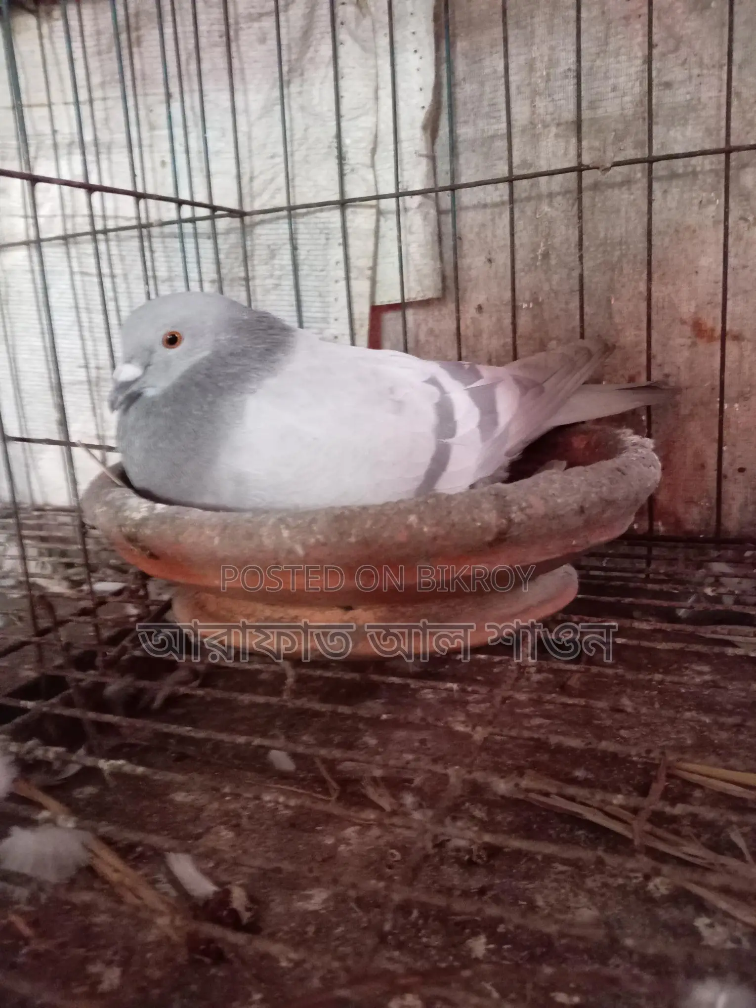 16 pairs of pigeons with eggs for sale