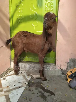 Red Haryana Buck for sale.