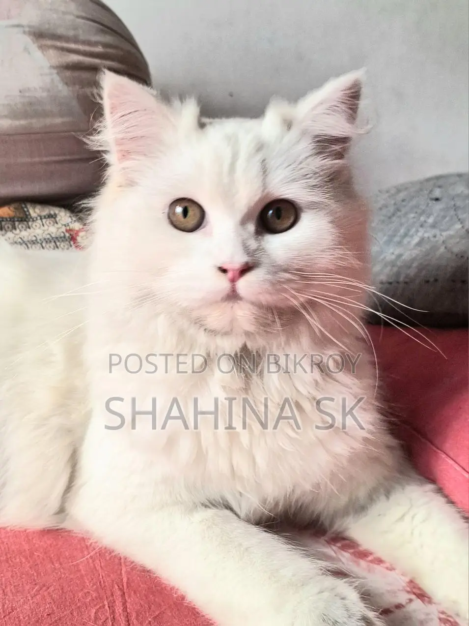 6-12 Months Female Purebred Persian