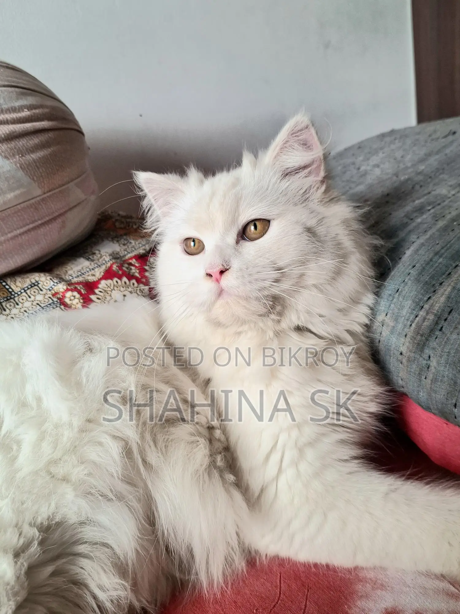 6-12 Months Female Purebred Persian