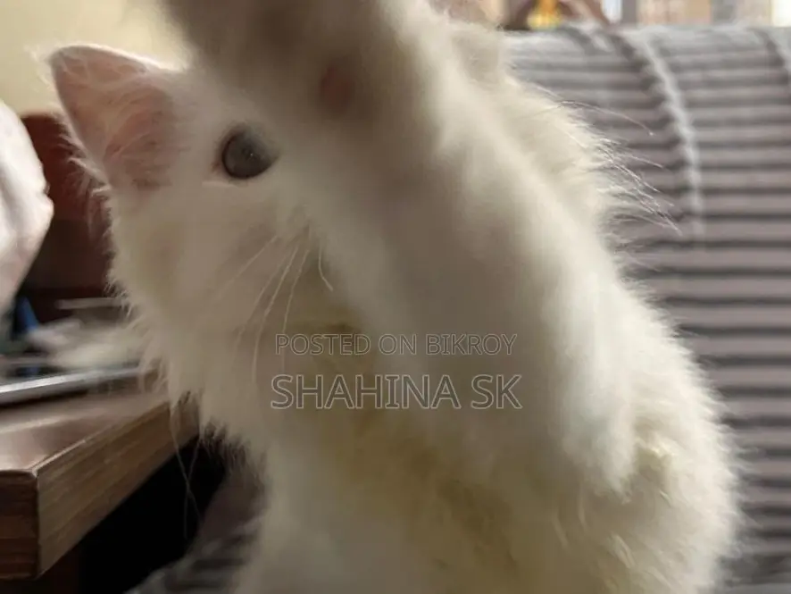 6-12 Months Female Purebred Persian