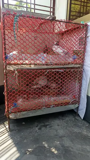 পাখির খাঁচা বা কবুতরের