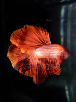Halfmoon Male Betta Fish