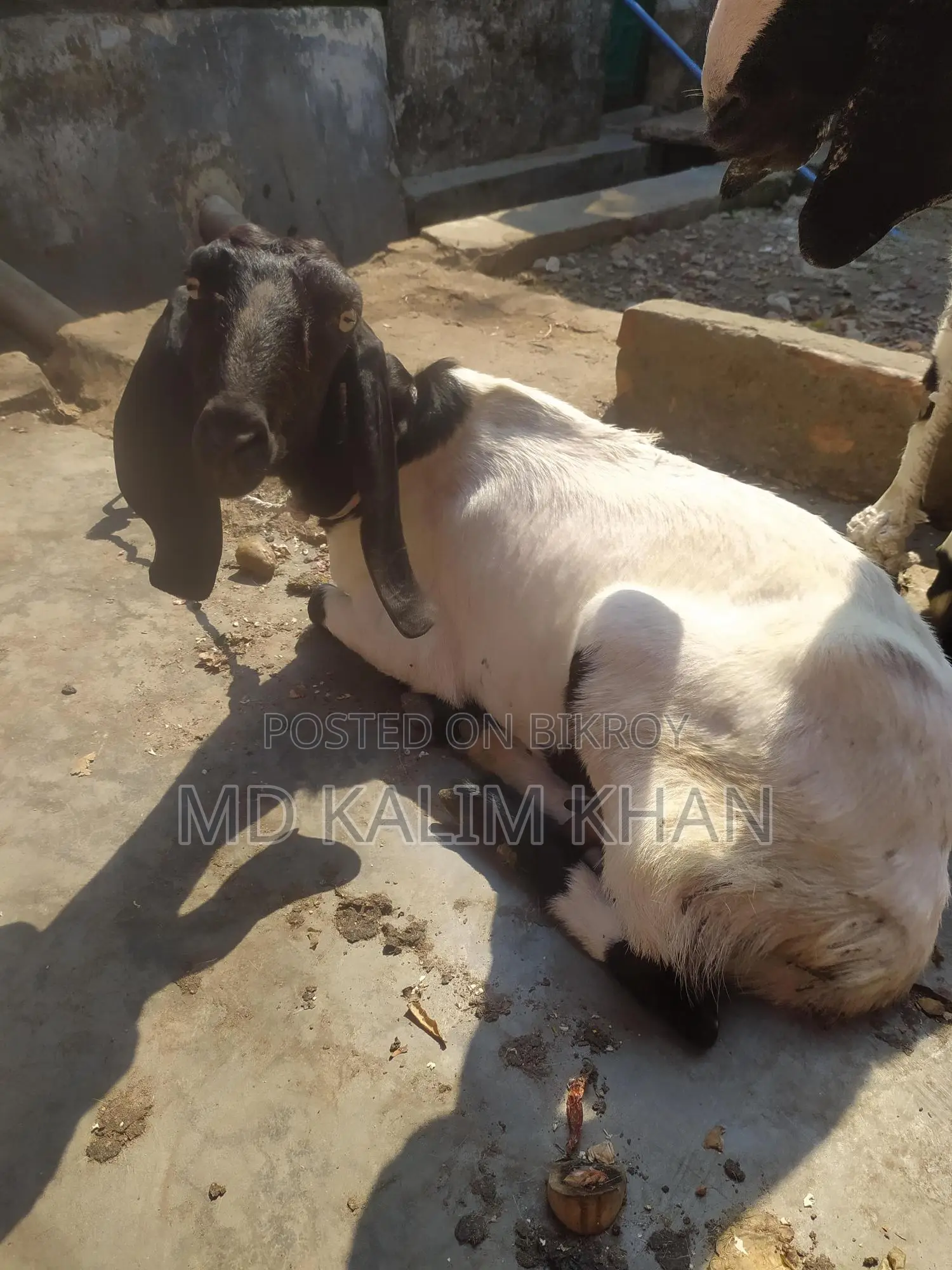 ৩টা পাটনাইয়া ছাগী ওজিনাল