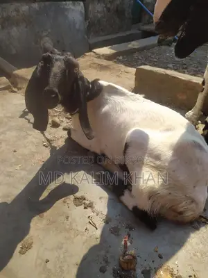 ৩টা পাটনাইয়া ছাগী ওজিনাল