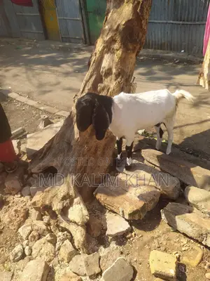 3 Original Patnaiya Goats