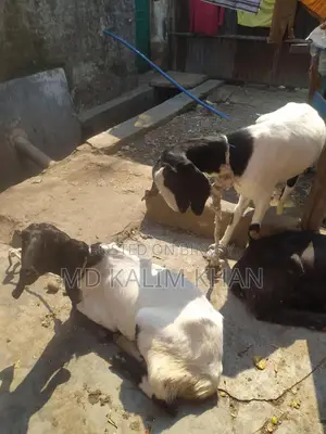 ৩টা পাটনাইয়া ছাগী ওজিনাল