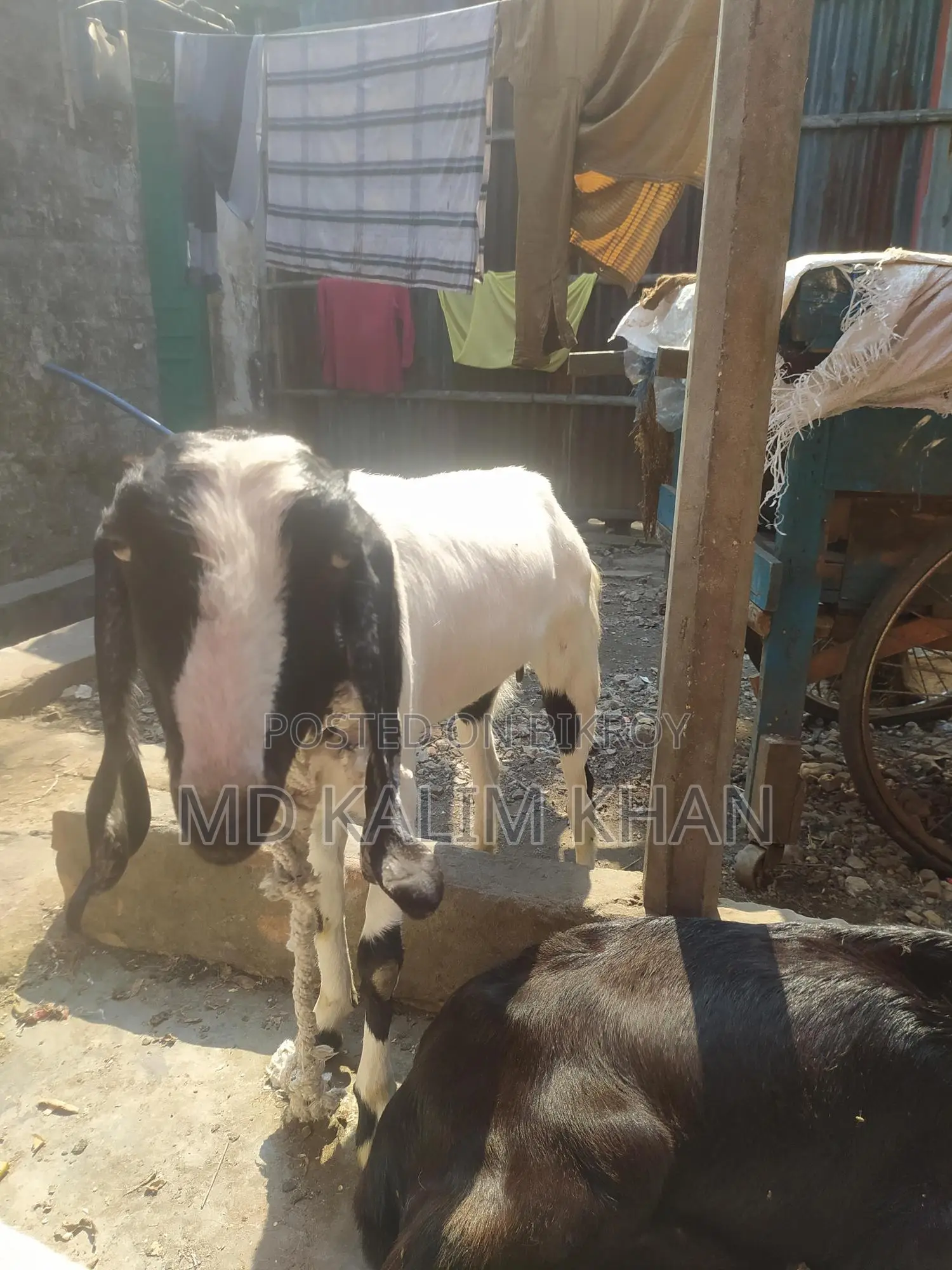 ৩টা পাটনাইয়া ছাগী ওজিনাল