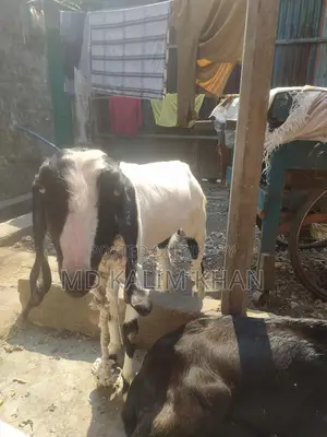 ৩টা পাটনাইয়া ছাগী ওজিনাল