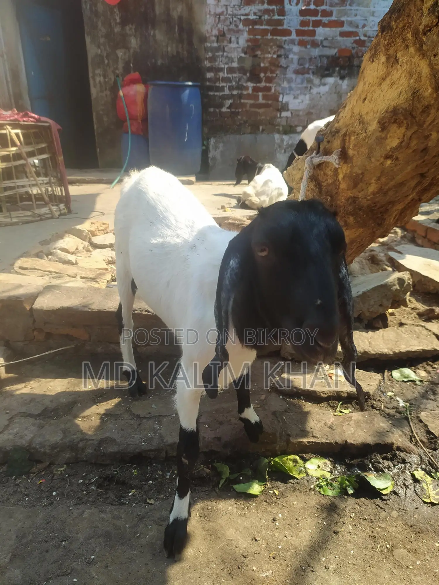 ৩টা পাটনাইয়া ছাগী ওজিনাল