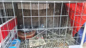 Hot Offer! Racer Pigeons for Sale 🕊️