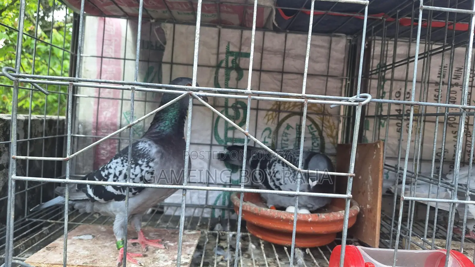 Hot Offer! Racer Pigeons for Sale 🕊️
