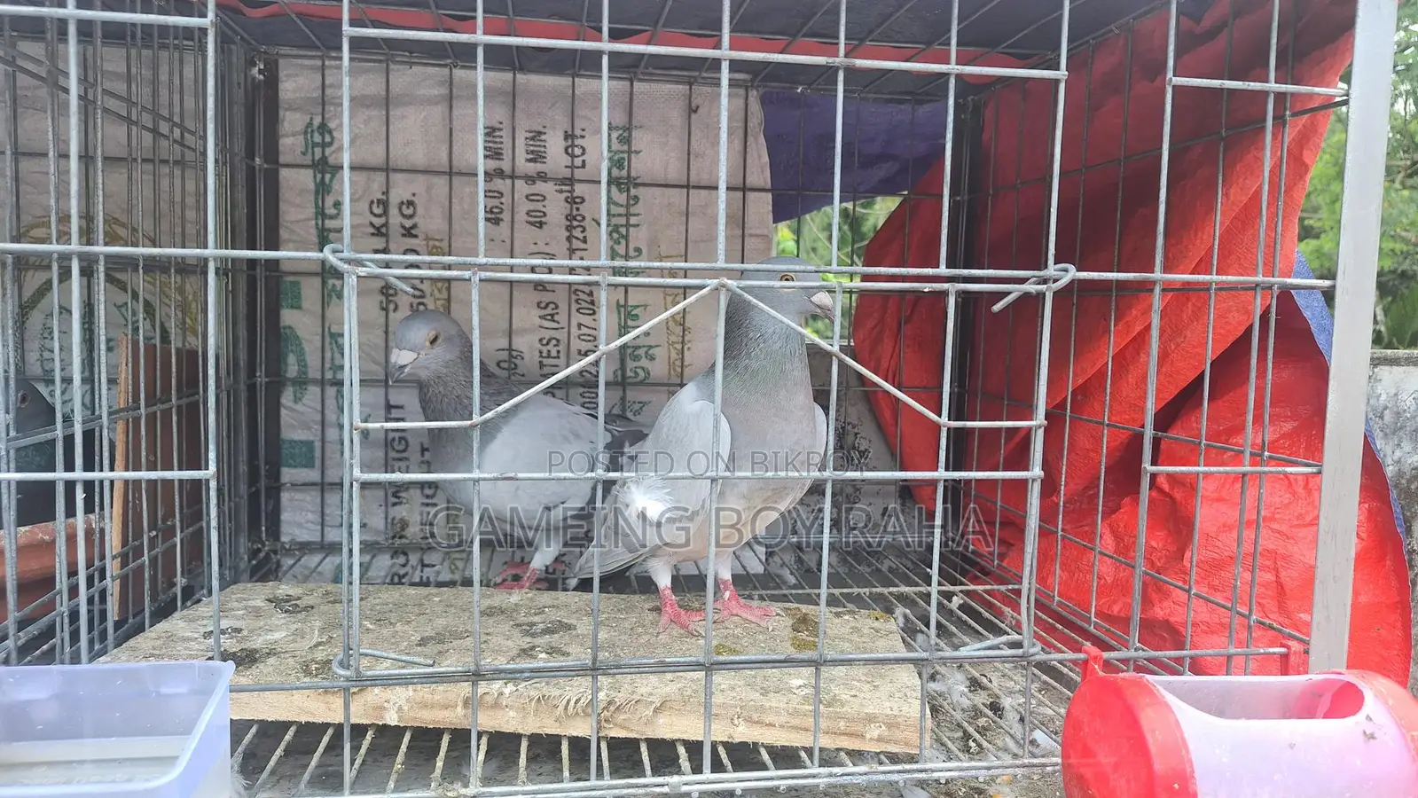 Hot Offer! Racer Pigeons for Sale 🕊️