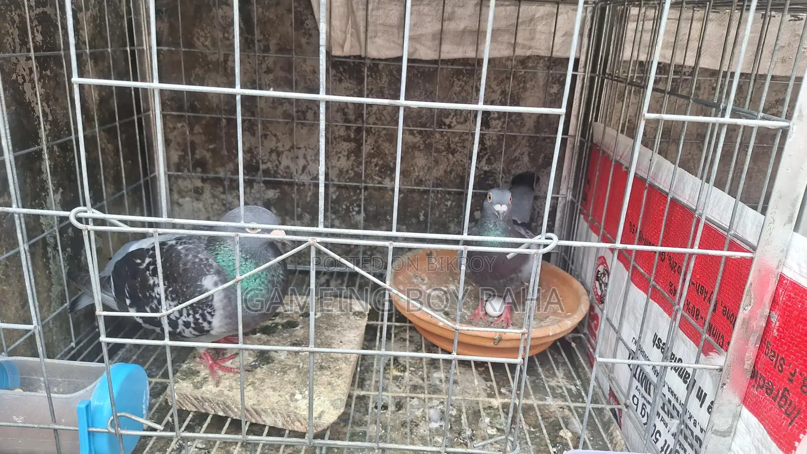 Hot Offer! Racer Pigeons for Sale 🕊️