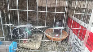 Hot Offer! Racer Pigeons for Sale 🕊️