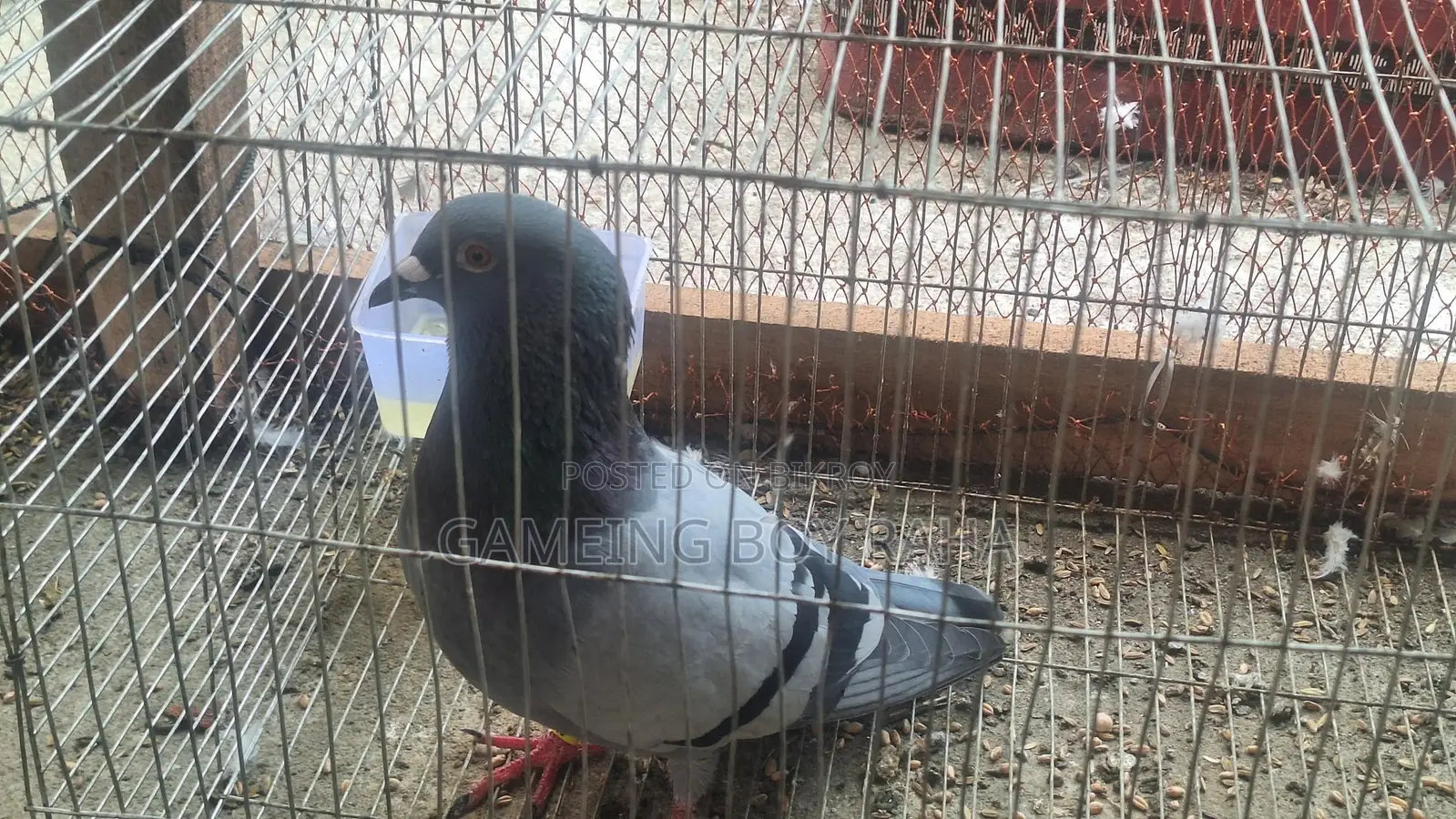 Hot Offer! Racer Pigeons for Sale 🕊️