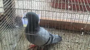 Hot Offer! Racer Pigeons for Sale 🕊️