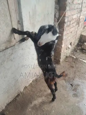 Castrated Goat Only Within Comilla City