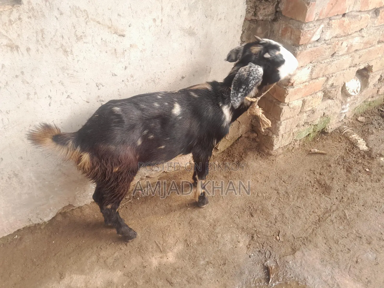 Castrated Goat Only Within Comilla City