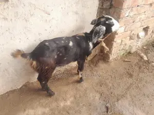 Castrated Goat Only Within Comilla City
