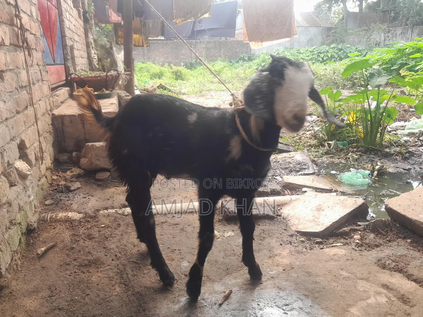 Castrated Goat Only Within Comilla City