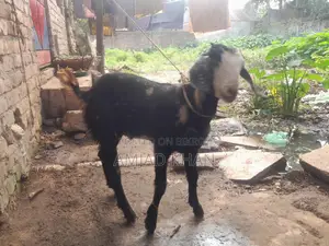 Castrated Goat Only Within Comilla City