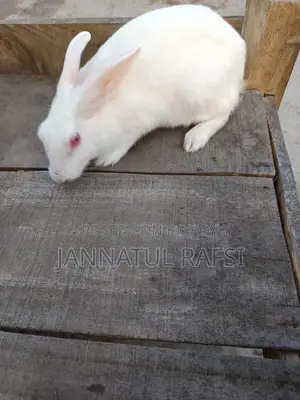 Running Female Rabbit for Sale