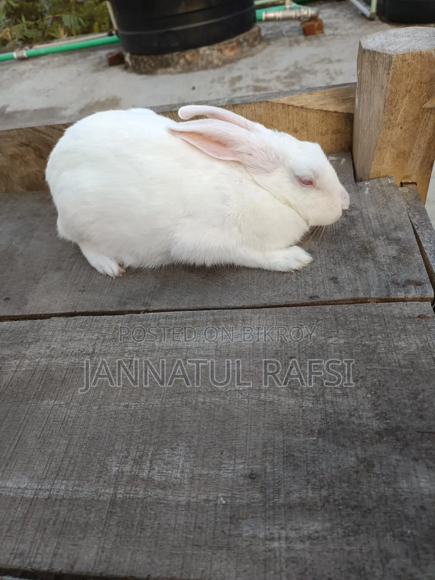 Running Female Rabbit for Sale