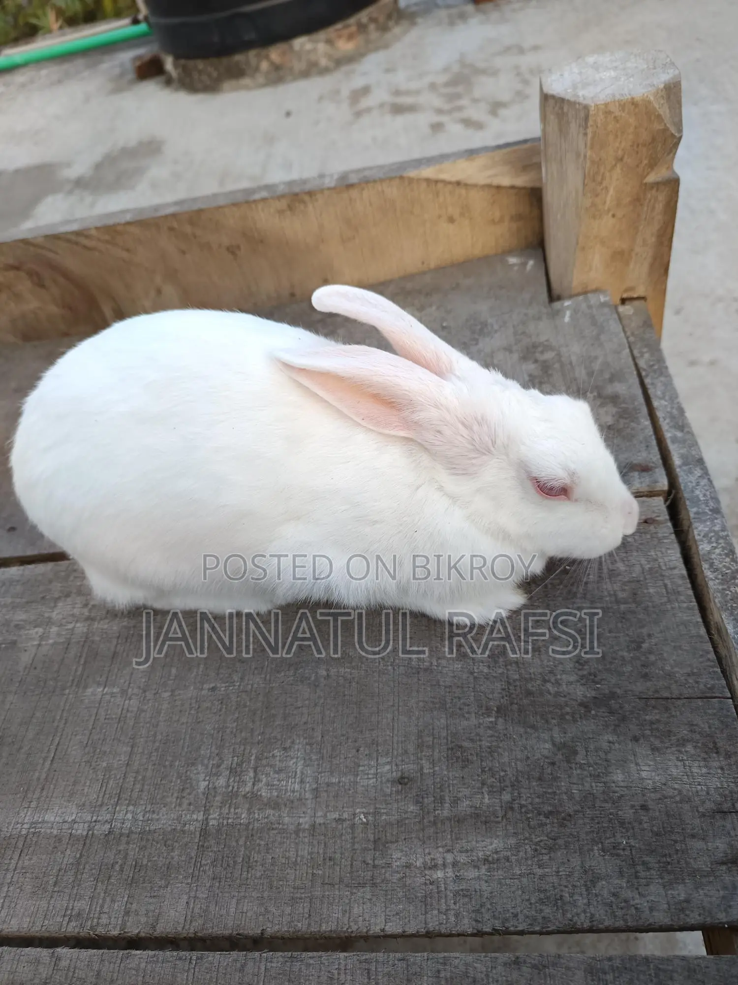 Running Female Rabbit for Sale