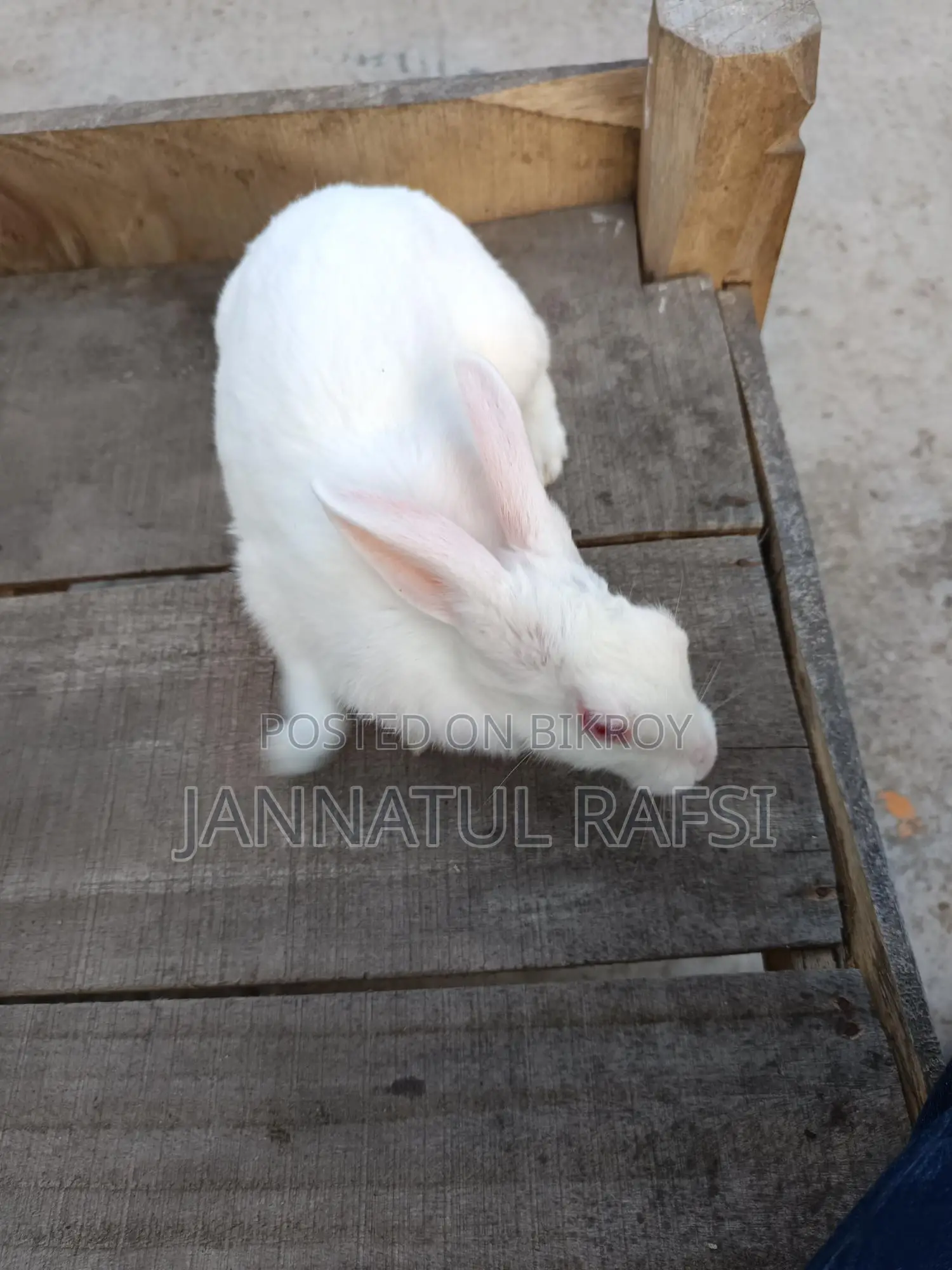 Running Female Rabbit for Sale