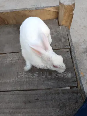 Running Female Rabbit for Sale