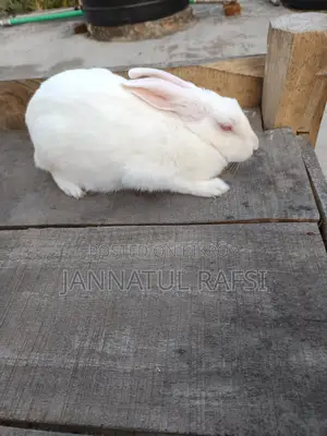 Running Female Rabbit for Sale