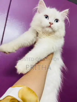 Pure Persian Cat High Quality