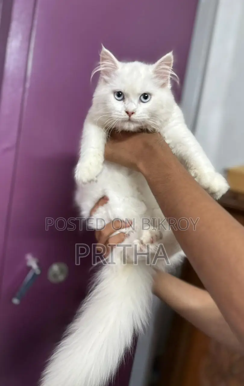 Pure Persian Cat High Quality