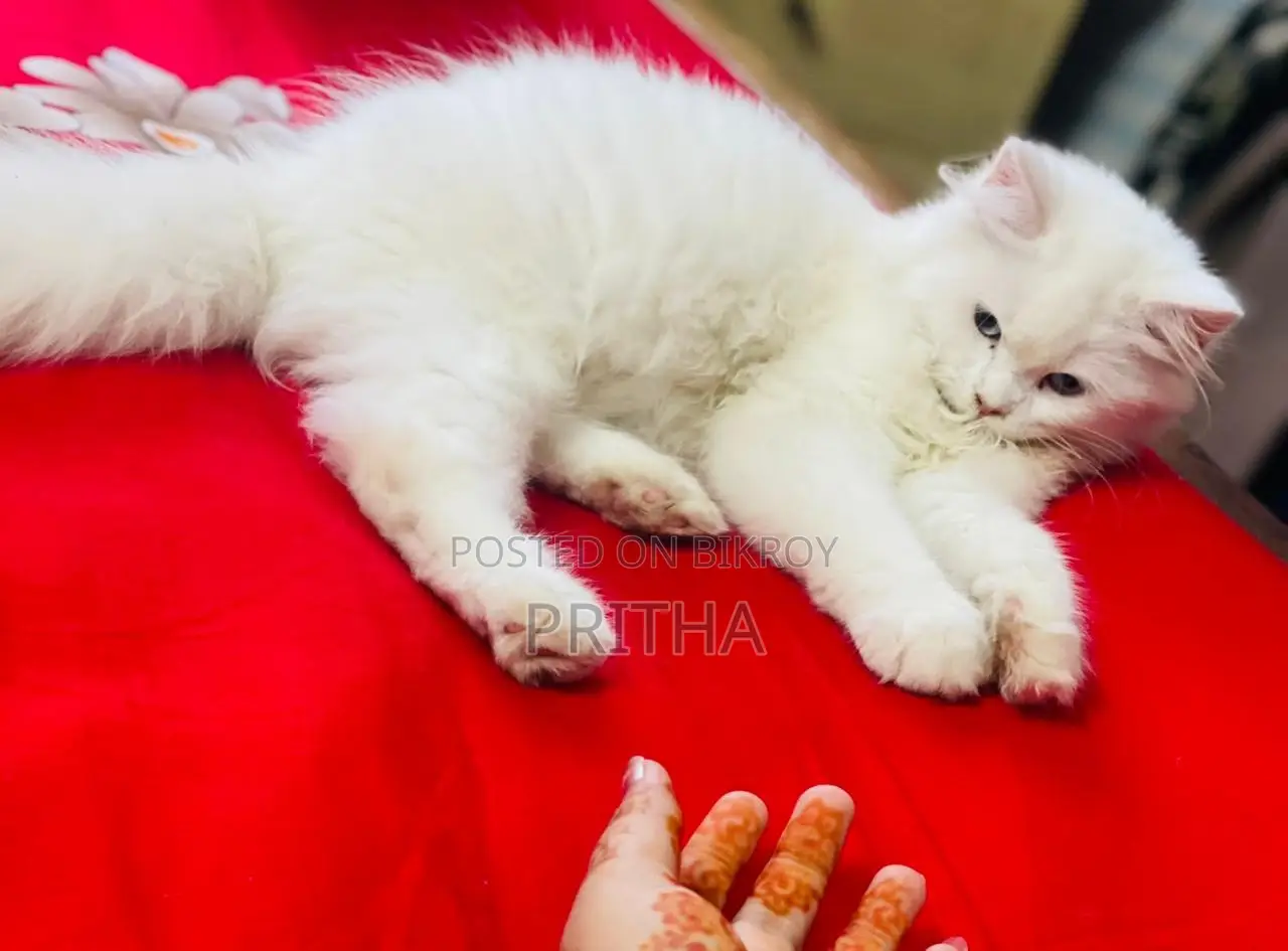 Pure Persian Cat High Quality