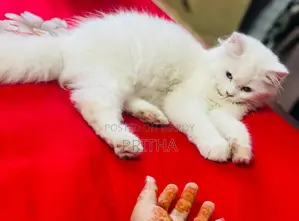Pure Persian Cat High Quality