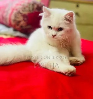 Pure Persian Cat High Quality
