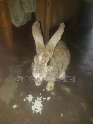 Rabbit for sale